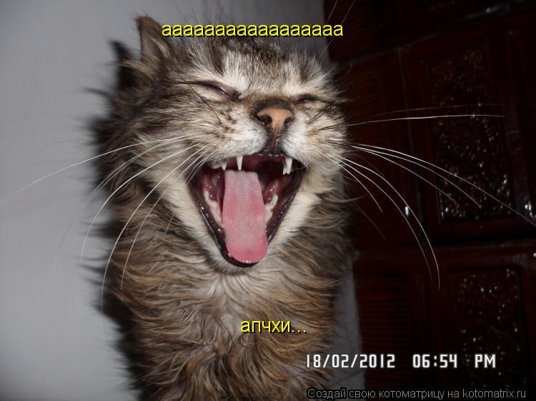 ааааааааааааааааа апчхи...... Котоматрица: ааааааааааааааааа апчхи...