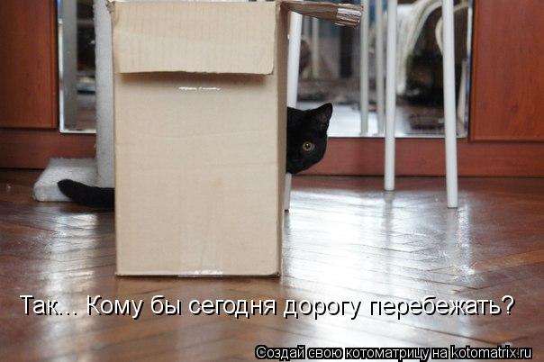 Котоматрица: Так... Кому бы сегодня дорогу перебежать?