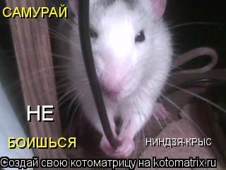Котоматрица: САМУРАЙ НИНДЗЯ-КРЫС БОИШЬСЯ НЕ