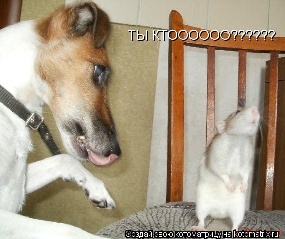 Котоматрица: ТЫ КТОООООО??????