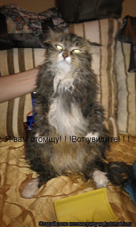 Котоматрица: Я вам отомщу! ! !Вот увидите! ! !