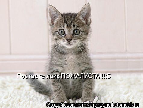 Поставте лайк ПОЖАЛУСТА!!!:D Поставте лайк ПОЖАЛУСТА!!!:D... Котоматрица: Поставте лайк ПОЖАЛУСТА!!!:D Поставте лайк ПОЖАЛУСТА!!!:D