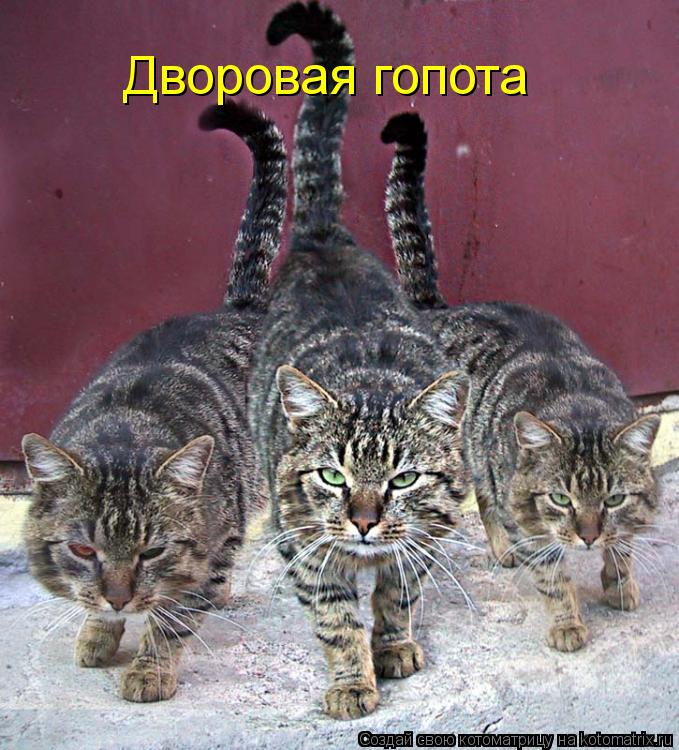 Котоматрица: Дворовая гопота