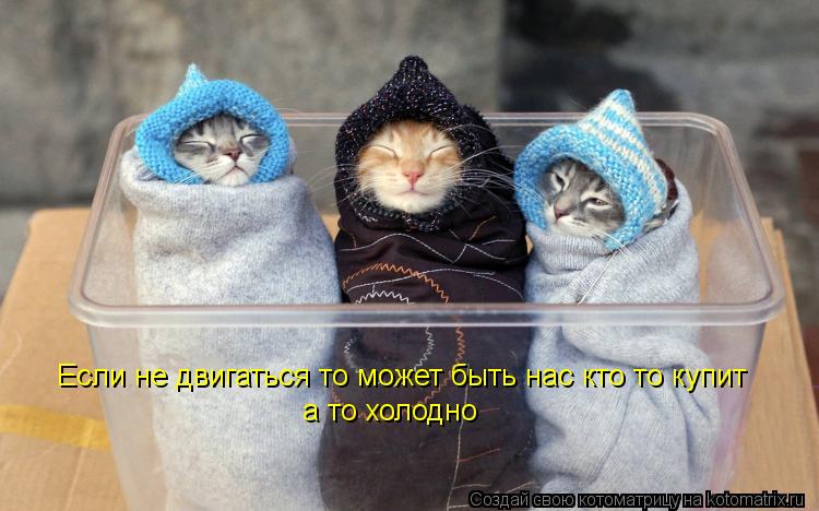 Котоматрица: Если не двигаться то может быть нас кто то купит а то холодно а то холодно