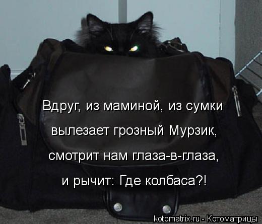 Котоматрица: Вдруг, из маминой, из сумки  вылезает грозный Мурзик,  смотрит нам глаза-в-глаза,  и рычит: Где колбаса?!