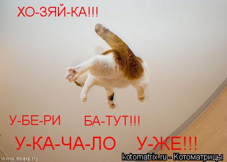 Котоматрица: ХО-ЗЯЙ-КА!!! У-БЕ-РИ          БА-ТУТ!!!       У-КА-ЧА-ЛО    У-ЖЕ!!!