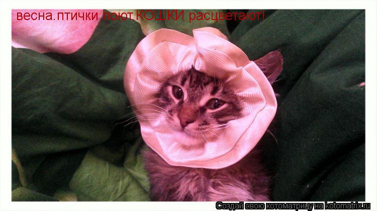 Котоматрица: весна.птички поют.КОШКИ расцветают!