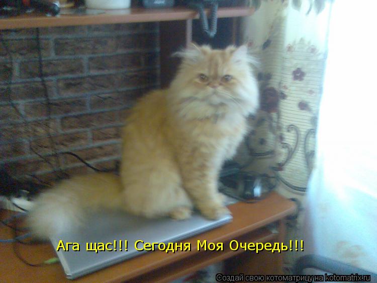 Котоматрица: Ага щас!!! Сегодня Моя Очередь!!!