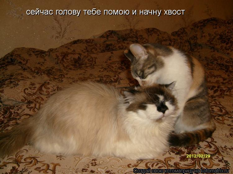 Котоматрица: сейчас голову тебе помою и начну хвост