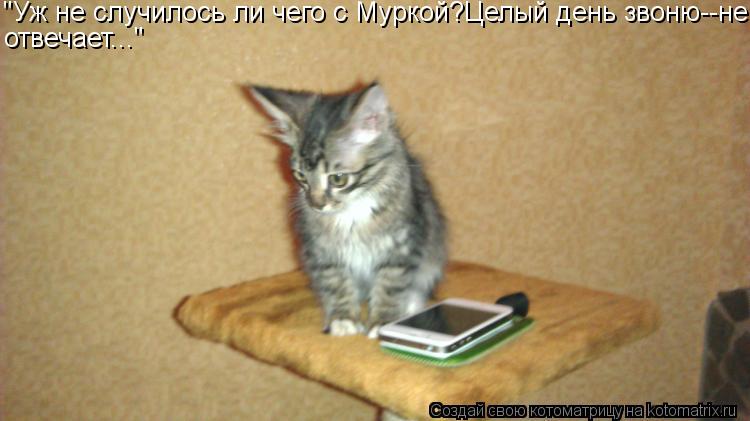 Котоматрица: "Уж не случилось ли чего с Муркой?Целый день звоню--не отвечает..."