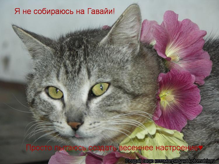 Котоматрица: Я не собираюсь на Гавайи! Я не собираюсь на Гавайи! Просто пытаюсь создать весеннее настроение&#9829;