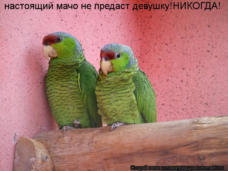 Котоматрица: настоящий мачо не предаст девушку!НИКОГДА!