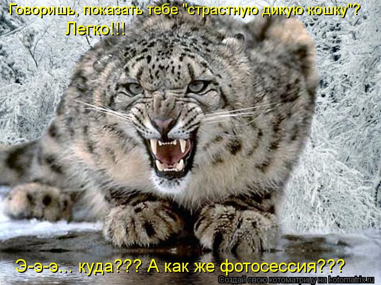 Котоматрица: Говоришь, показать тебе "страстную дикую кошку"? Легко!!! Э-э-э... куда??? А как же фотосессия???