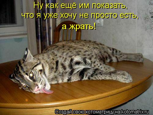 Котоматрица: Ну как ещё им показать,  что я уже хочу не просто есть,  а жрать!