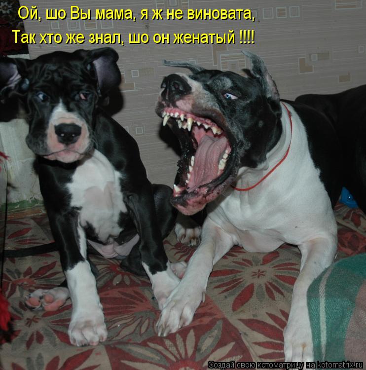 Котоматрица: Ой, шо Вы мама, я ж не виновата, Так хто же знал, шо он женатый !!!!