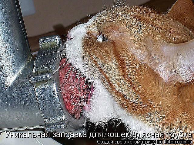 Уникальная заправка для кошек "Мясная трубка"!... Котоматрица: Уникальная заправка для кошек "Мясная трубка"!