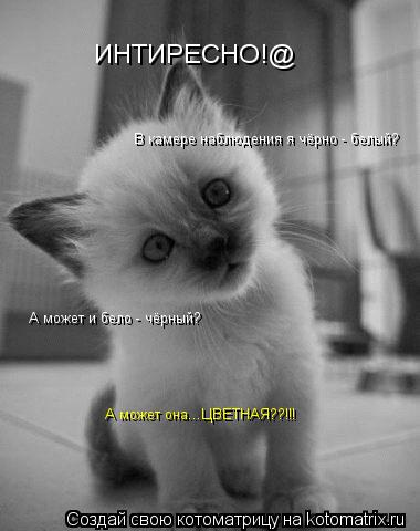 Котоматрица: ИНТИРЕСНО!@ В камере наблюдения я чёрно - белый? А может и бело - чёрный? А может она...ЦВЕТНАЯ??!!!