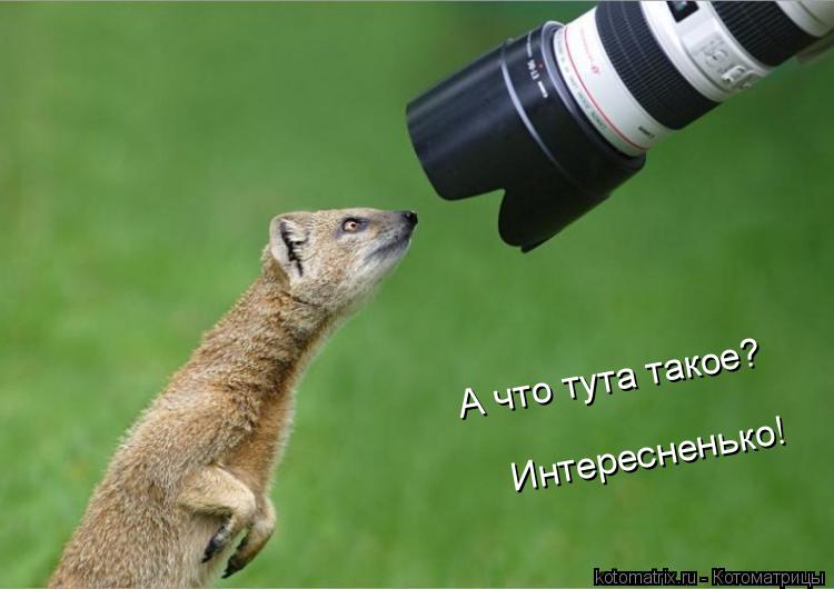 Котоматрица: А что тута такое? Интересненько!