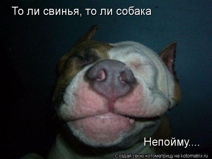 Котоматрица: То ли свинья, то ли собака Непойму....