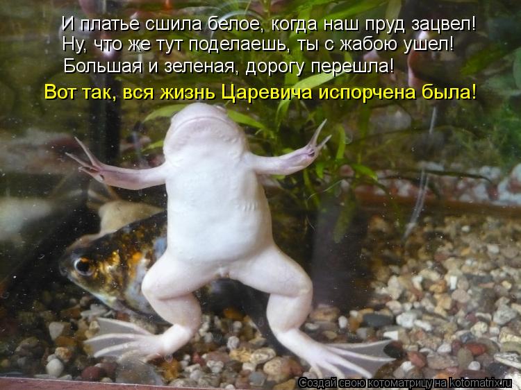 И платье сшила белое, когда наш пруд зацвел! Ну, что же тут поделаешь, ты с жабою ушел! Большая и зел... Котоматрица: И платье сшила белое, когда наш пруд зацвел! Ну, что же тут поделаешь, ты с жабою ушел! Большая и зеленая, дорогу перешла! Вот так, вся жизнь Ца