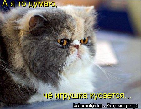 Котоматрица: А я то думаю,  чё игрушка кусается...