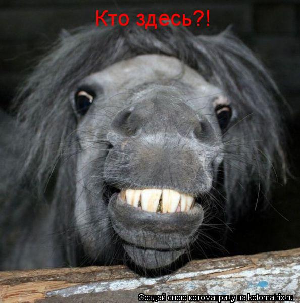 Котоматрица: Кто здесь?!