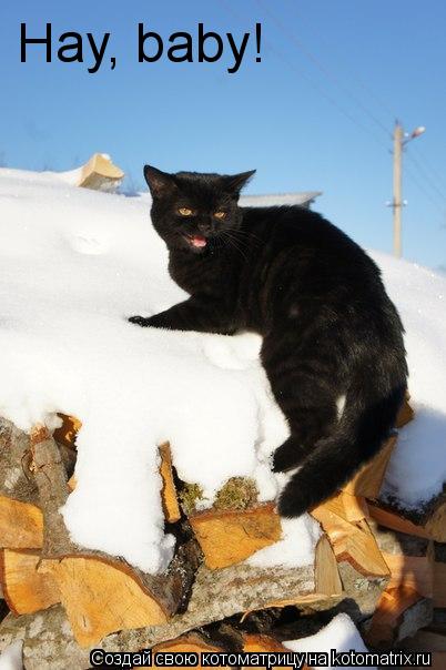 Котоматрица: Hay, baby!