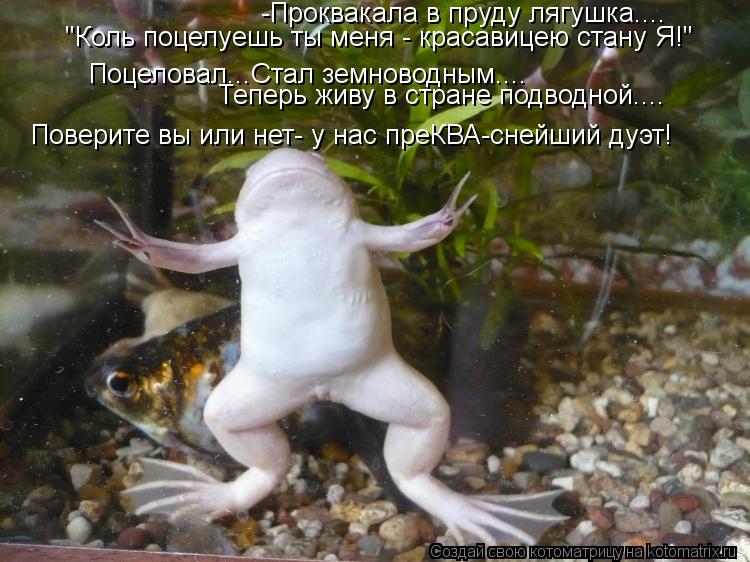Котоматрица: -Проквакала в пруду лягушка.... "Коль поцелуешь ты меня - красавицею стану Я!" Поцеловал...Стал земноводным.... Теперь живу в стране подводной.... 