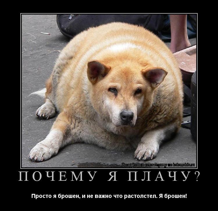 Котоматрица: Почему я плачу? Просто я брошен, и не важно что растолстел. Я брошен!