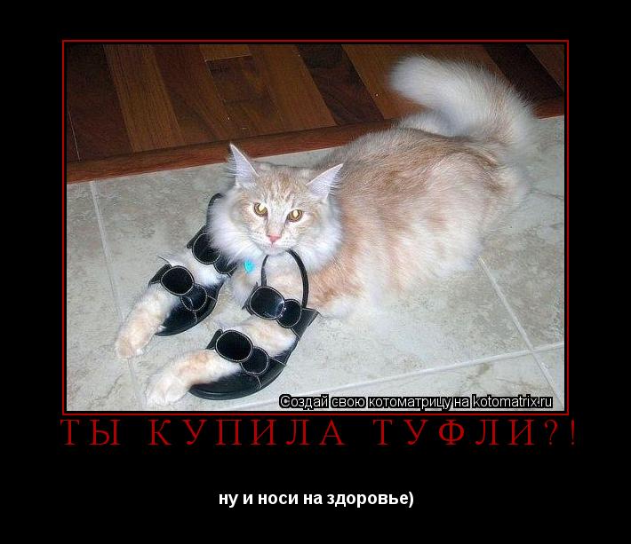 Котоматрица: ТЫ КУПИЛА ТУФЛИ?! ну и носи на здоровье)