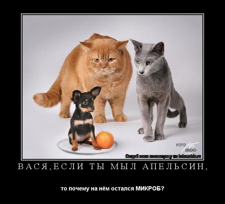 Котоматрица: Вася,если ты мыл апельсин, то почему на нём остался МИКРОБ?