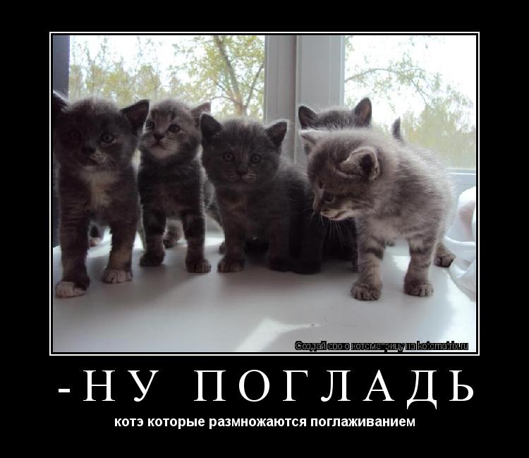 Котоматрица: -ну погладь котэ которые размножаются поглаживанием
