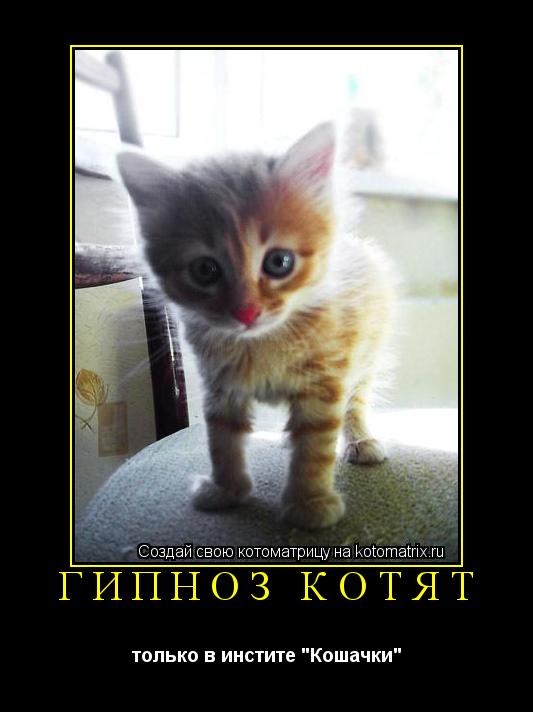 Котоматрица: ГИПНОЗ КОТЯТ только в инстите "Кошачки"