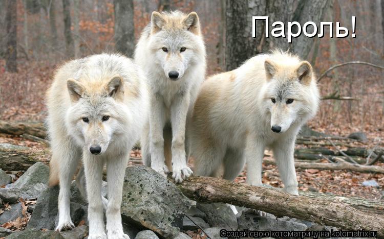 Котоматрица: Пароль!