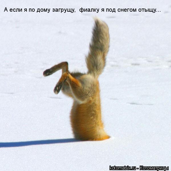Котоматрица: А если я по дому загрущу,  фиалку я под снегом отыщу...