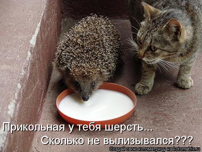 Сколько не вылизывался??? Прикольная у тебя шерсть...... Котоматрица: Сколько не вылизывался??? Прикольная у тебя шерсть...