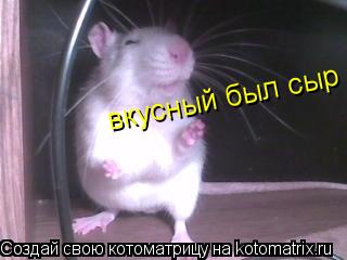 Котоматрица: вкусный был сыр