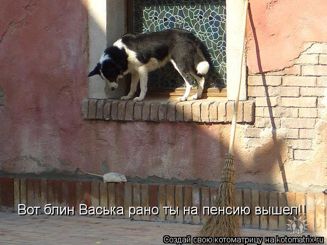 Котоматрица: Вот блин Васька рано ты на пенсию вышел!!