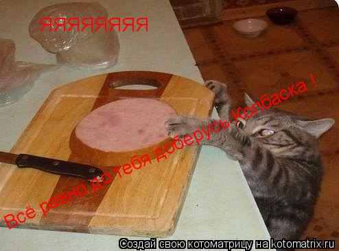 Котоматрица: ЯЯЯЯЯЯЯЯ Всё равно до тебя доберусь Колбаска !