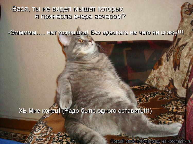 Котоматрица: -Вася, ты не видел мышат которых я принесла вчера вечером? я принесла вчера вечером? -Эммммм..... нет хозяюшка! Без адвоката не чего ни скажу!!! Х