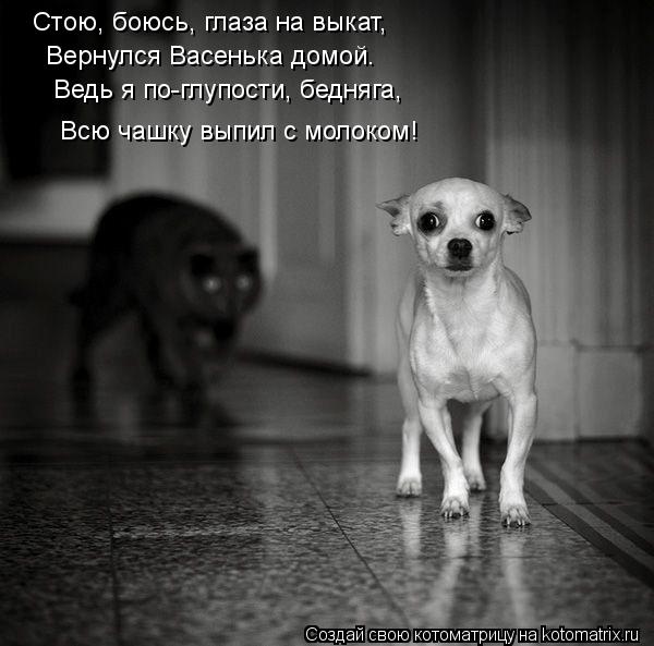 Котоматрица: Ведь я по-глупости, бедняга,  Всю чашку выпил с молоком!  Вернулся Васенька домой. Стою, боюсь, глаза на выкат,