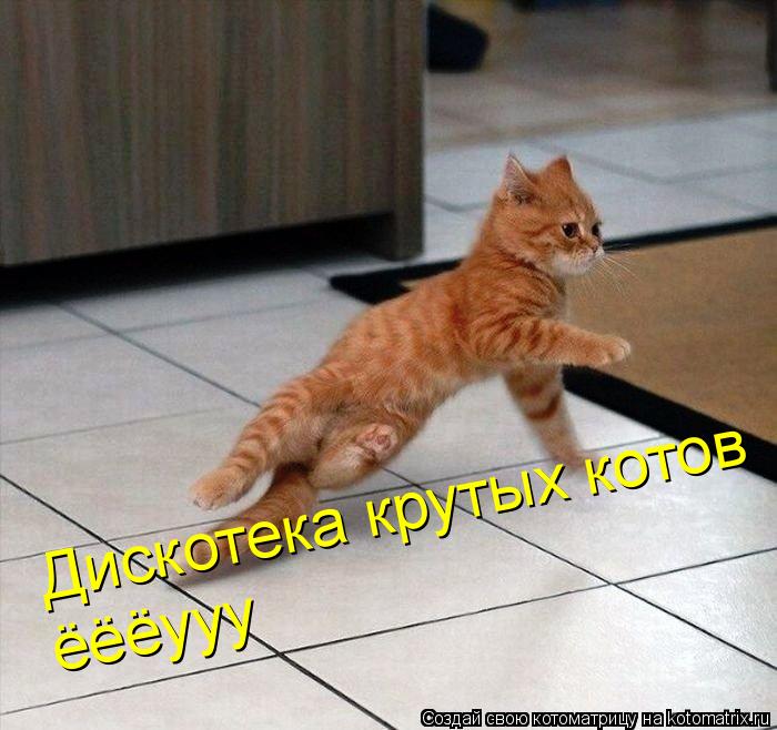 Котоматрица: Дискотека крутых котов ёёёууу