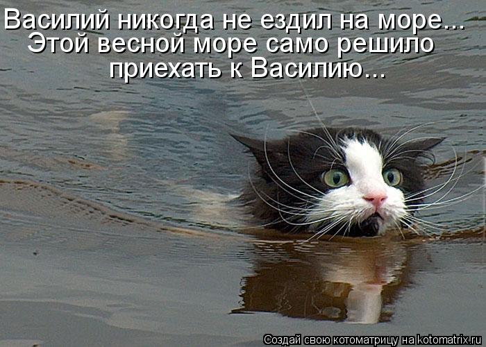 Котоматрица: Василий никогда не ездил на море... Этой весной море само решило приехать к Василию...