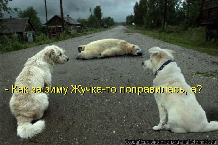 Котоматрица: - Как за зиму Жучка-то поправилась, а?