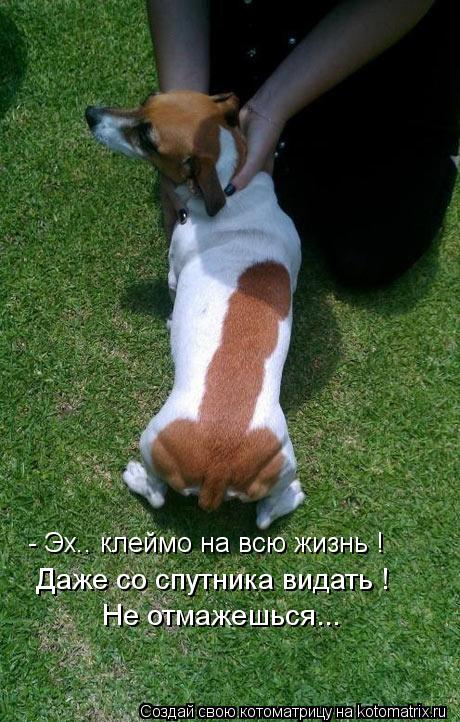 Котоматрица: - Эх.. клеймо на всю жизнь ! Даже со спутника видать !  Не отмажешься...