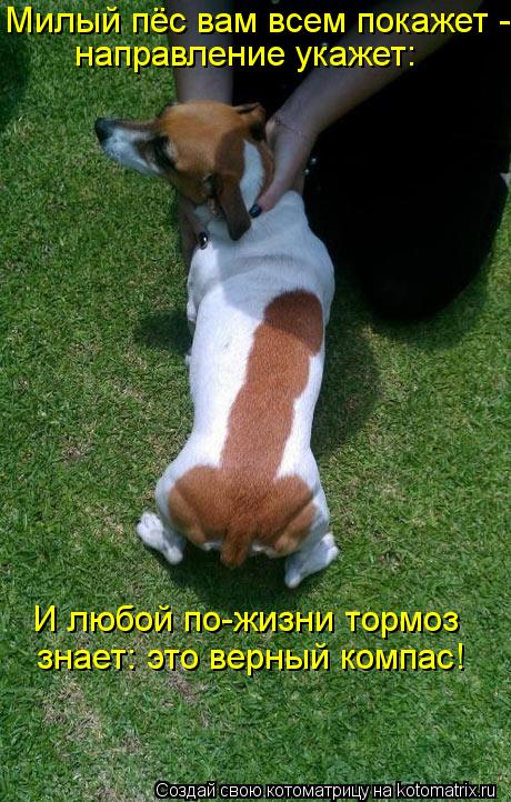 Котоматрица: Милый пёс вам всем покажет -  направление укажет: И любой по-жизни тормоз знает: это верный компас!