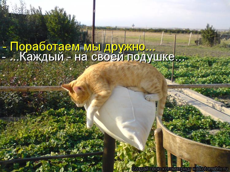 Котоматрица: - Поработаем мы дружно... - ...Каждый - на своей подушке...