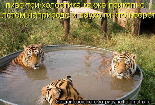 Котоматрица: пиво три холостика какже нам чорошо ты неповереш пиво три холостика какже приколно  летом наприроде и наухо ги кто неорёт