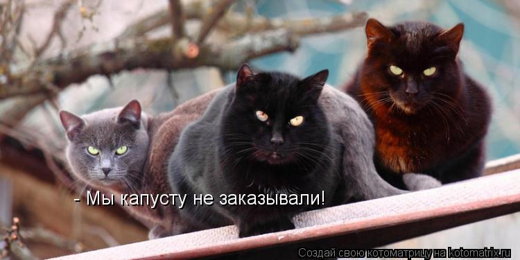 Котоматрица: - Мы капусту не заказывали!
