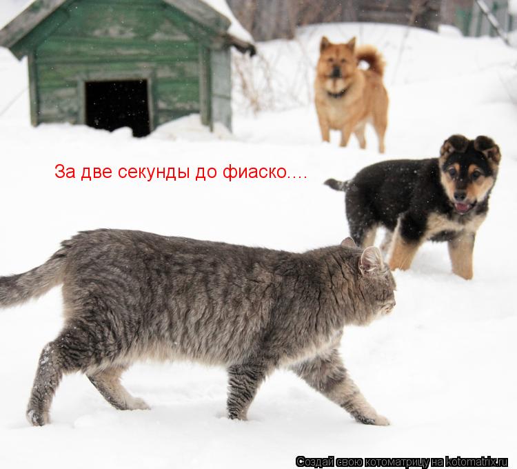 Котоматрица: За две секунды до фиаско....